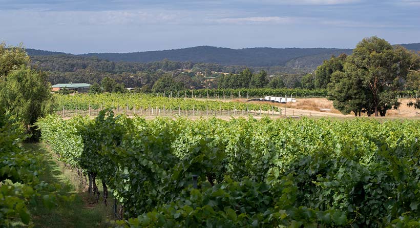 Lyons Will Estate - Vineyards